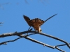 Australian Hobby fans out its tail to keep balance as it feeds high up, Rocky Gap walk