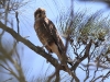 Brown Falcon, Scotia Sanctuary