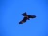 Black Kite, Alice Springs area