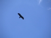 Adult Wedge-Tailed Eagle high above Healesville Sanctuary.  This bird was the reason the young Eagle was looking nervous.