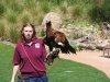 Young Wedge-Tailed Eagle, part of the show at Healesville Sanctuary, looks up nervously as a wild adult soars overhead.