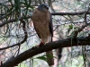Collared Sparrowhawk (I think), Kennedy Ranges Ntl Pk, WA