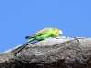 It seems everywhere you look there are Budgerigars.