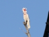 A rare Major Mitchell&#039;s (Pink) Cockatoo, Jay Creek