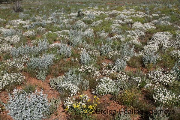 White Paper Daisies, West MacDonnell Ranges