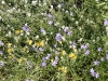 Wildflowers, West MacDonnells