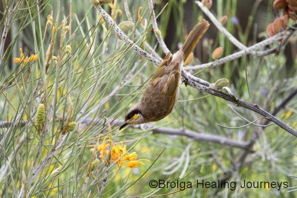 Honeyeater stretches to sample the blossoms 