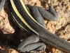 Close-up of Long-Nosed Dragon, near Old Telegraph Station, Alice Springs