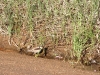 A Black-Fronted Dotterel attempts to hide from the photographer, Jay Creek