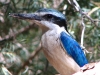 Red-Backed Kingfisher, Alice Springs 