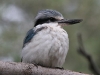 Red-Backed Kingfisher, Alice Springs 