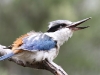 Red-Backed Kingfisher in song, Alice Springs Desert Park