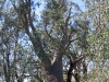 Nirbeeja at base of old River Red Gum, Darling River, Kinchega National Park, NSW