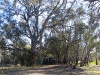 River Red Gum next to campsite on our first night next to the Darling River, Pooncarie NSW