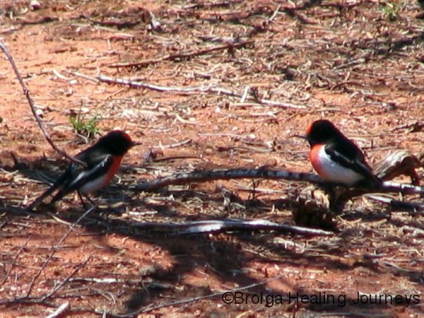 Two male Red-Capped Robins, Gundabooka Ntl Pk, NSW