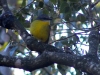 Eastern Yellow Robin, Bunya Mtns National Pk, QLD