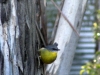 Eastern Yellow Robin, Bunya Mtns National Pk, QLD