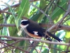 Buff Sided Robin, Mornington Wildlife Sanctuary, Kimberley WA