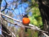 Scarlet Robin, Crystal Springs campsite, D’Entrecasteaux National Park, WA