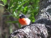 Scarlet Robin, Crystal Springs campsite, D’Entrecasteaux National Park, WA