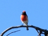 Red-Capped Robin, Murchison region WA