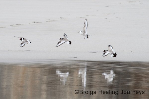 Hooded Plovers - three adults and one juvenile come prepare to land, beach near mouth of Rocky River