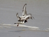 Mother Hooded Plover and juvenile take off