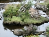 A bonsai island on the Rocky River, Snake Lagoon walk