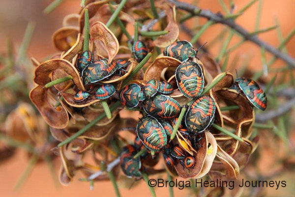 Colourful young stink-bugs on Acacia seeds