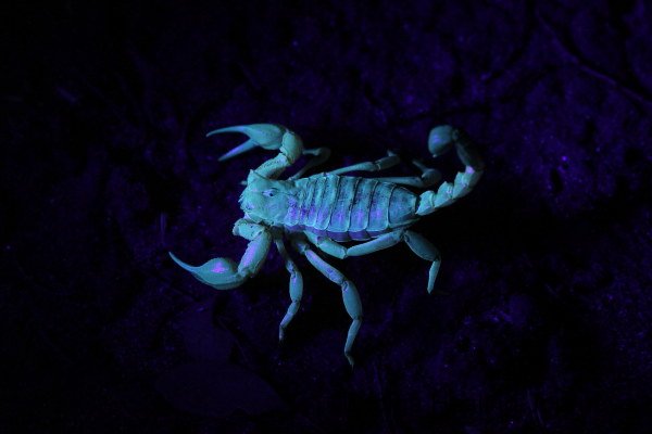 A beautiful Scorpion, viewed with UV torches. Thanks to Honours student Colin for taking us with him on his fieldwork