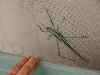 Nirbeeja's hand gives an indication of the size of this locust