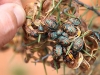 Colourful young stink-bugs on Acacia seeds