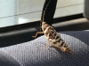 A huge locust sits on the back seat of the car, apparently ready to go!