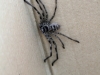 Large spider near kitchen