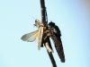 A wasp I noticed flying around carrying its grasshopper prey
