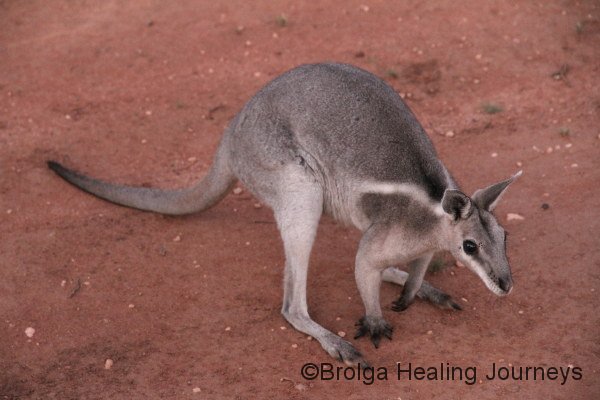 Bridled Nailtail Wallaby.  These exquisite creatures are nearly extinct in the wild.