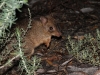 Woylie (Brush-tailed Bettong), seen during night-time distance sampling.