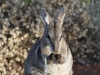 Close-up of Bridled Nailtail Wallaby.  Full marks for cuteness