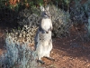 Another view of Bridled Nailtail Wallaby