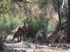 A large male Western Grey Kangaroo protects his family