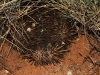 An Echidna takes cover in the spinifex, seen during night-time distance sampling.