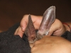 Close-up of the delicate, large ears of the Bilby