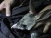 Close-up showing the long snout of the Bilby