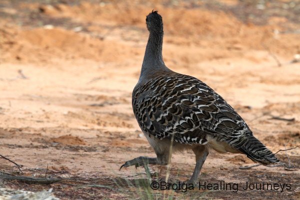 A Malleefowl stepping out near its mound