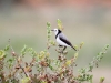 White-Fronted Chat