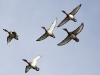 Hardhead ducks in flight