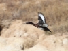A Hardhead duck in flight near the house paddock