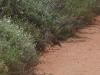 Stubble Quail in Stage 1