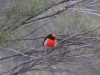 Male Red-Capped Robin