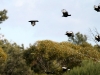 White-Winged Choughs in flight